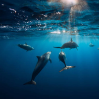 Life Below Water